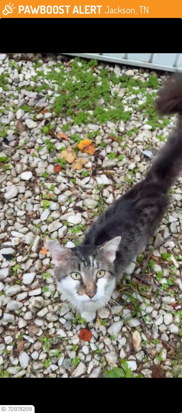 Found/Stray Unknown Cat last seen Jackson Madison General hosp Area, Jackson, TN 38301