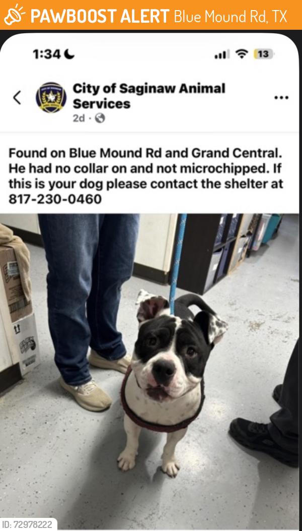 Found/Stray Male Dog last seen Blue mound road and grand central , Blue Mound Rd, TX 76131
