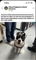 Found/Stray Male Dog last seen Blue mound road and grand central , Blue Mound Rd, TX 76131