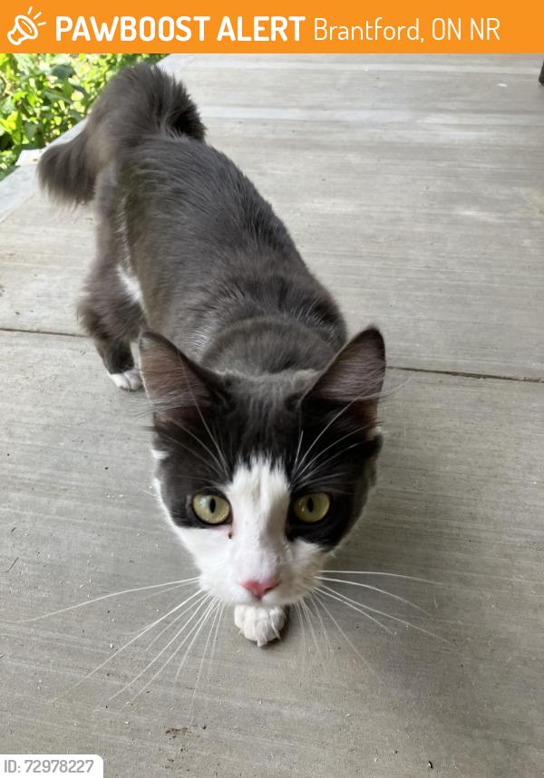 Found/Stray Unknown Cat last seen King George’s rd, Brantford, ON N3R