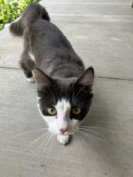 Found/Stray Unknown Cat last seen King George’s rd, Brantford, ON N3R
