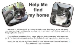 Lost Male Cat last seen Meadowbrrok and 8 mile, Novi, MI 48167