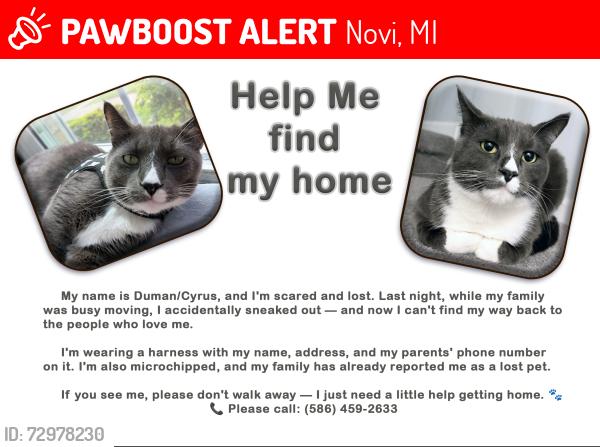 Lost Male Cat last seen Meadowbrrok and 8 mile, Novi, MI 48167