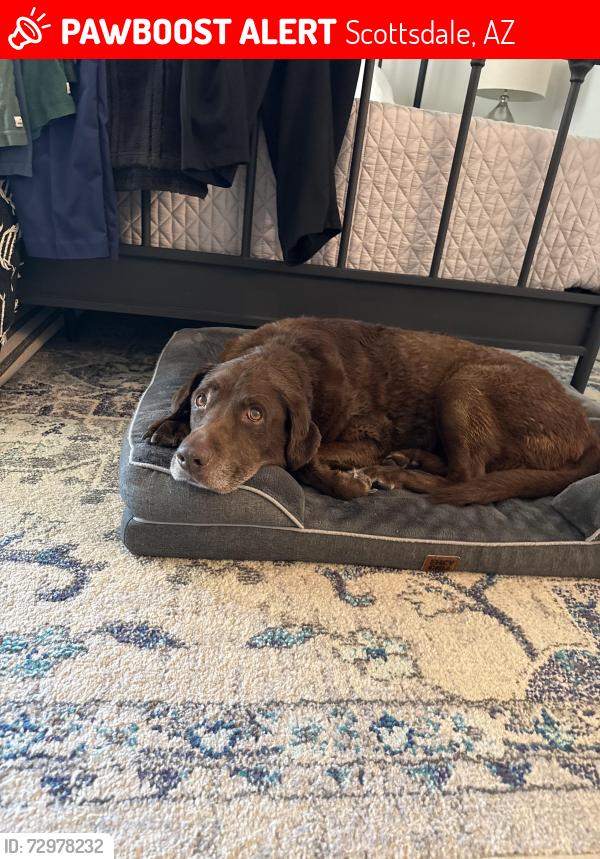 Lost Female Dog last seen 56st and Bell, Scottsdale, AZ 85254