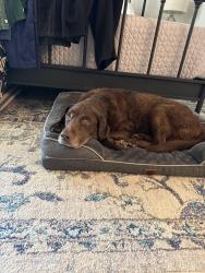 Lost Female Dog last seen 56st and Bell, Scottsdale, AZ 85254