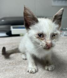 Shelter Stray Female Cat last seen Howson Road, RALEIGH, NC, 27603, Raleigh, NC 27610
