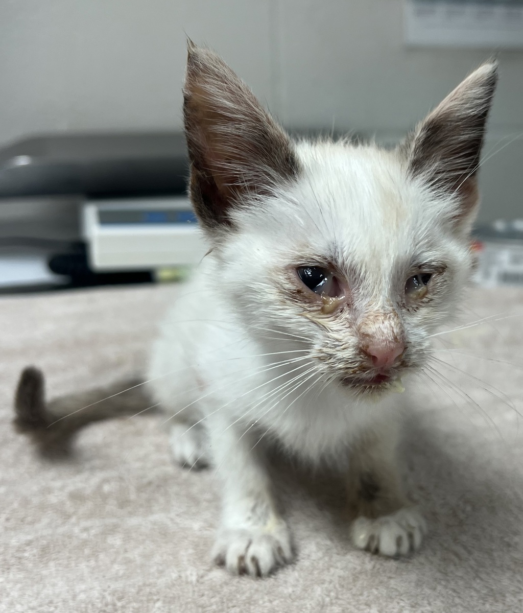 Shelter Stray Female Cat last seen Howson Road, RALEIGH, NC, 27603, Raleigh, NC 27610