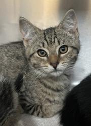 Shelter Stray Male Cat last seen Near Ragsdale Court, FUQUAY VARINA, NC, 27526, Raleigh, NC 27610