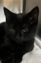 Shelter Stray Male Cat last seen Near Ragsdale Court, FUQUAY VARINA, NC, 27526, Raleigh, NC 27610