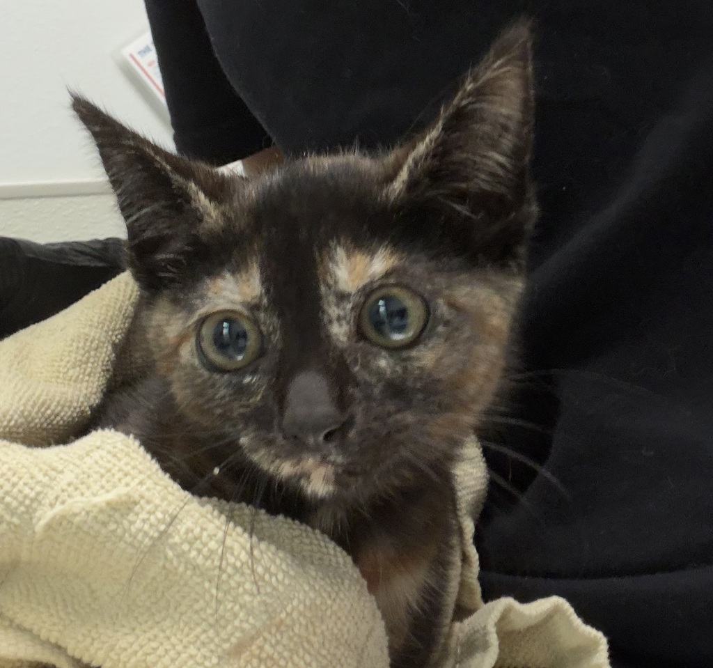 Shelter Stray Female Cat last seen Near Grove Avenue, San Diego, CA, 92154, San Diego, CA 92110