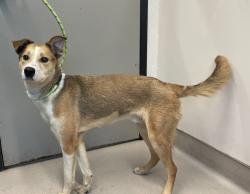 Shelter Stray Male Dog last seen Near Baltimore Avenue, La Mesa, CA, 91942, El Cajon, CA 92020