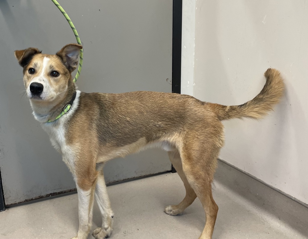 Shelter Stray Male Dog last seen Near Baltimore Avenue, La Mesa, CA, 91942, El Cajon, CA 92020