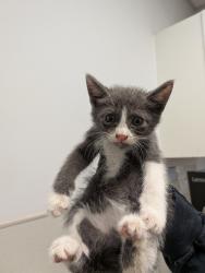 Shelter Stray Male Cat last seen Highland Ave, San Diego, CA, 92113, San Diego, CA 92110