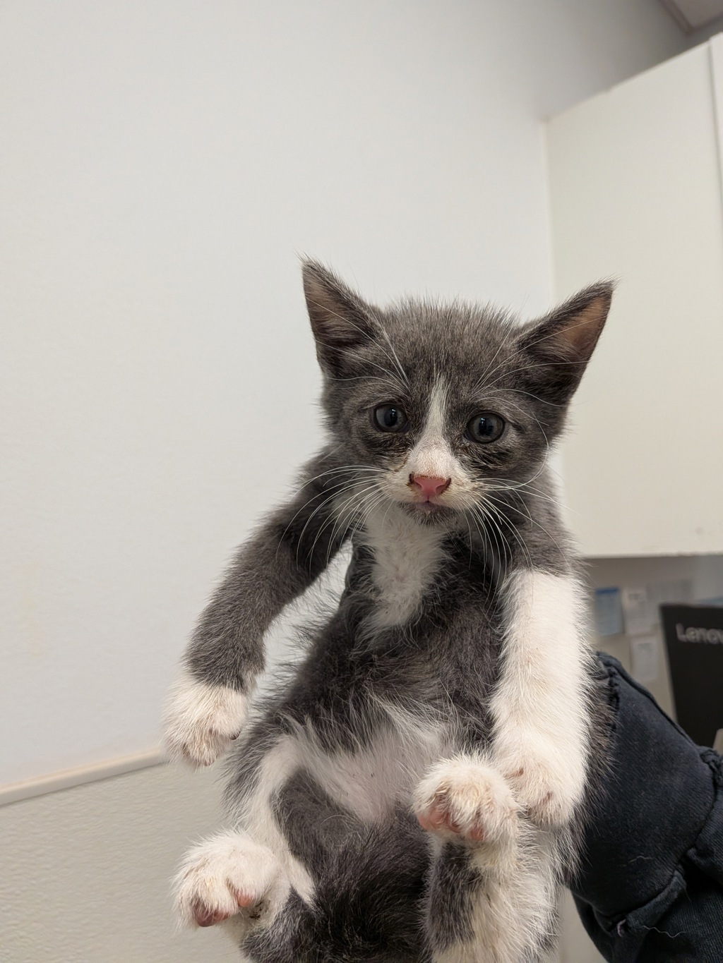 Shelter Stray Male Cat last seen Highland Ave, San Diego, CA, 92113, San Diego, CA 92110