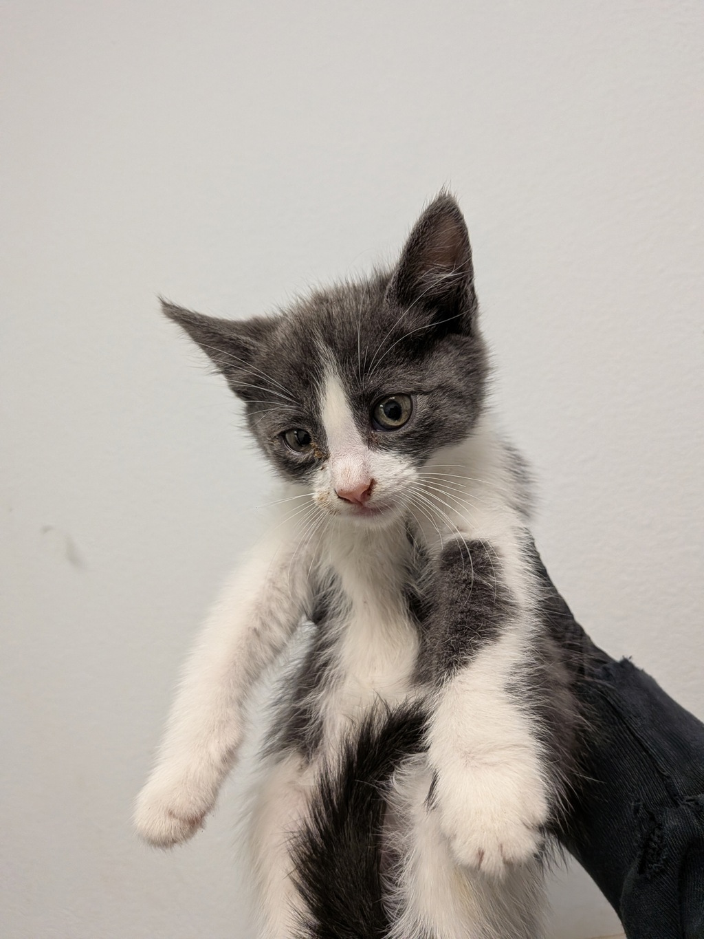 Shelter Stray Female Cat last seen Highland Ave, San Diego, CA, 92113, San Diego, CA 92110