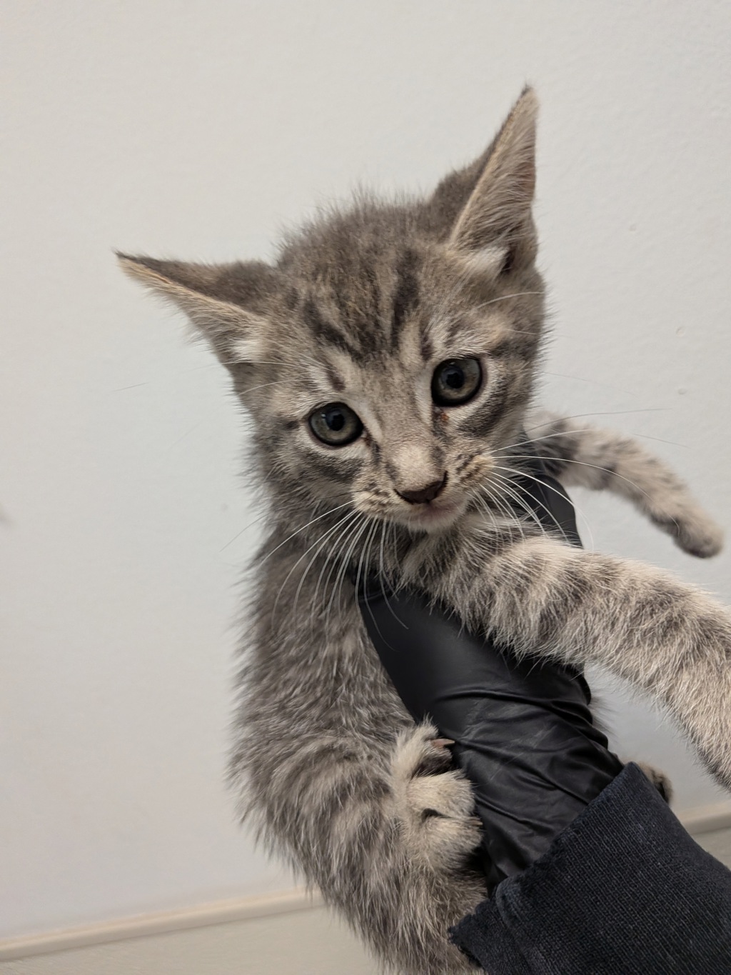 Shelter Stray Female Cat last seen Highland Ave, San Diego, CA, 92113, San Diego, CA 92110