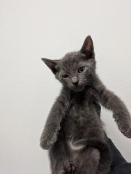 Shelter Stray Male Cat last seen Highland Ave, San Diego, CA, 92113, San Diego, CA 92110