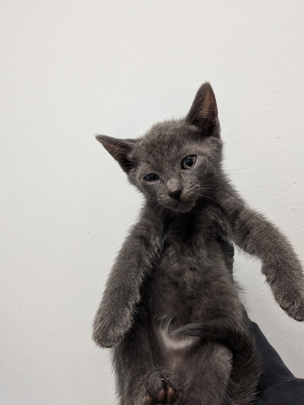 Shelter Stray Male Cat last seen Highland Ave, San Diego, CA, 92113, San Diego, CA 92110