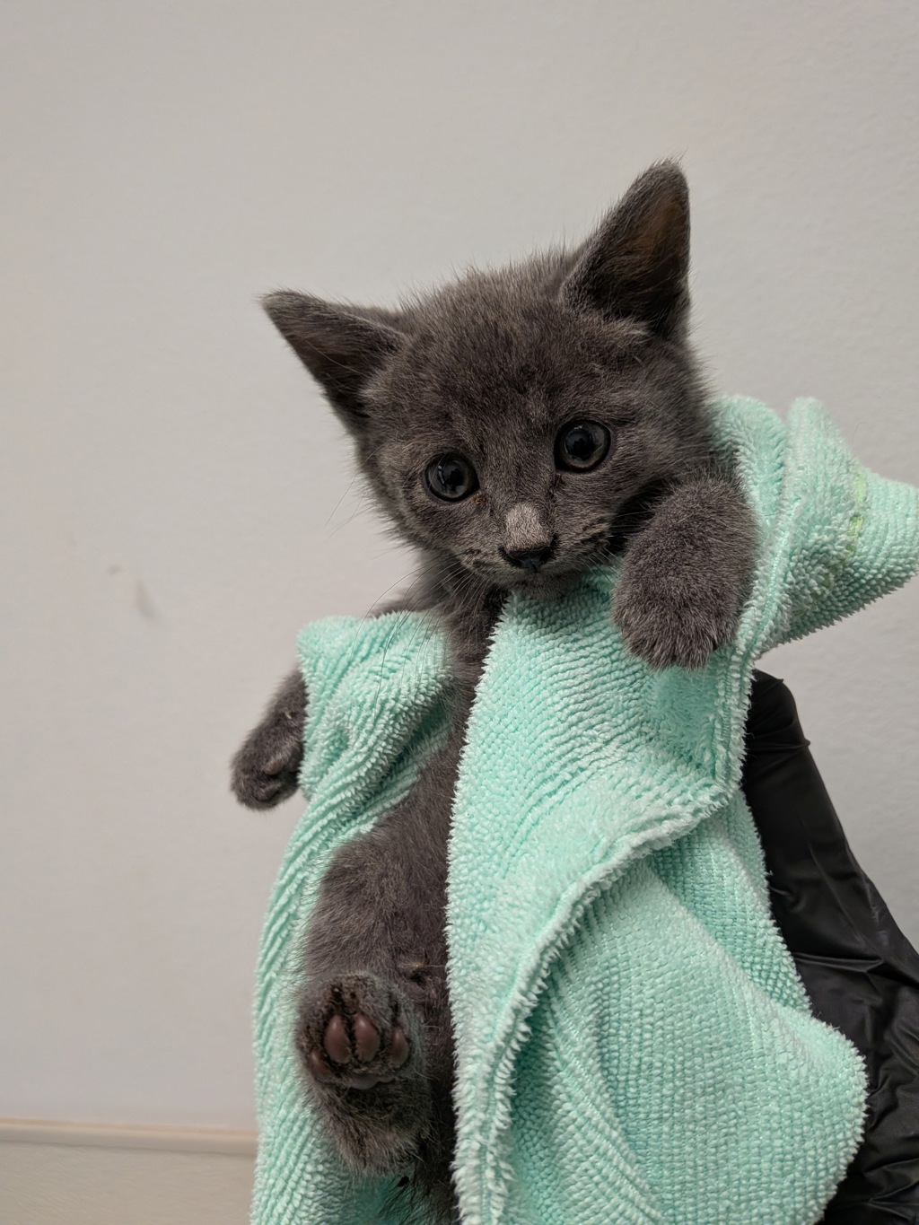 Shelter Stray Female Cat last seen Highland Ave, San Diego, CA, 92113, San Diego, CA 92110