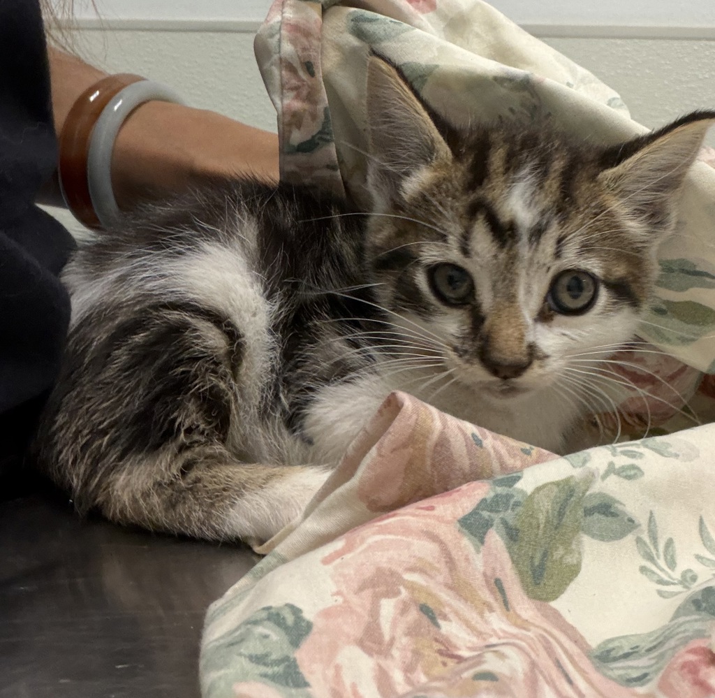Shelter Stray Male Cat last seen Kurnitz St, San Diego, CA, 92110, San Diego, CA 92110