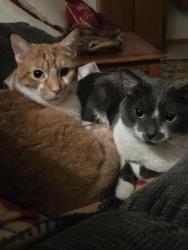 Reunited Male Cat last seen Calumet and Lorna Lane, Appleton, WI 54915
