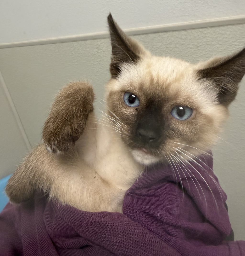 Shelter Stray Male Cat last seen Near Harrison Avenue, San Diego, CA, 92113, San Diego, CA 92110