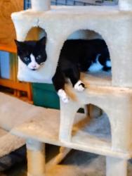 Lost Male Cat last seen Graham Library .Safeway, Graham, WA 98338