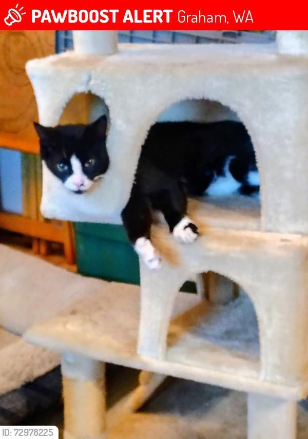Lost Male Cat last seen Graham Library .Safeway, Graham, WA 98338