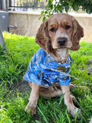 Lost Male Dog last seen Jenner st 93535, Lancaster, CA 93535