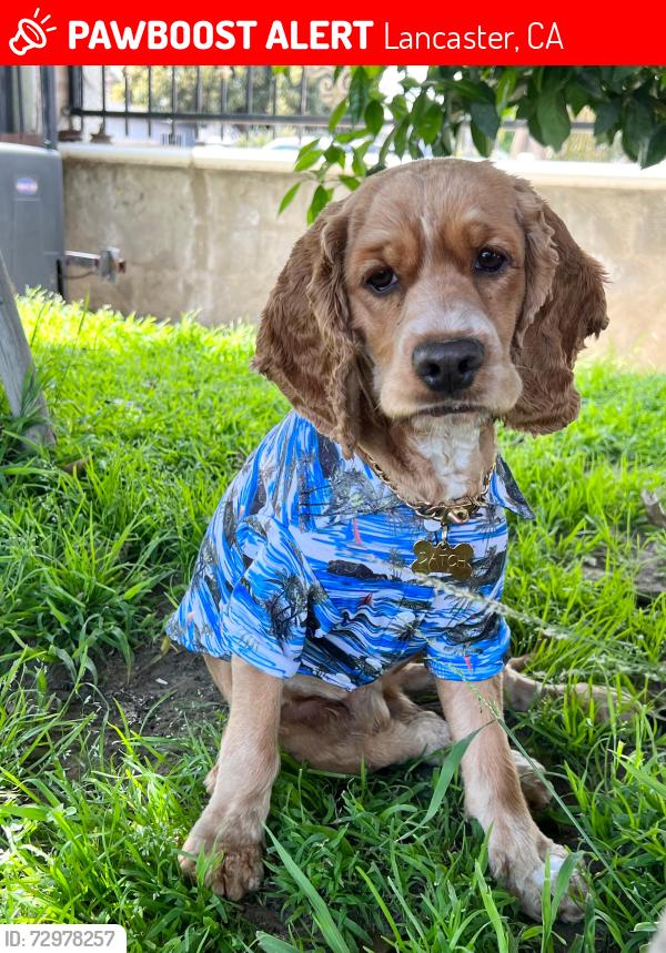 Lost Male Dog last seen Jenner st 93535, Lancaster, CA 93535