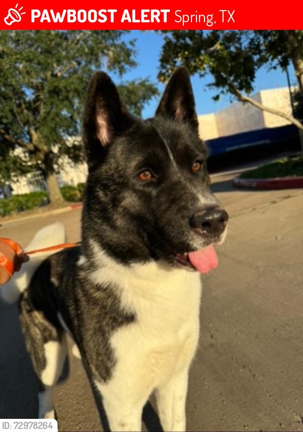 Lost Female Dog last seen Na, Spring, TX 77373