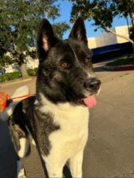 Lost Female Dog last seen Na, Spring, TX 77373