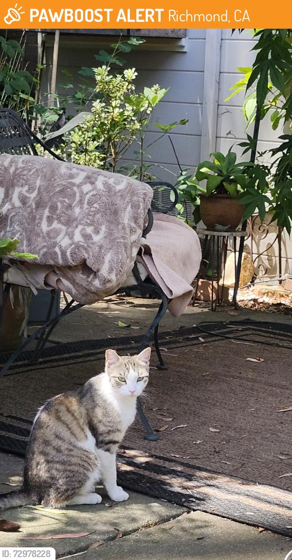 Found/Stray Unknown Cat last seen 29th street between Nissell and Chanslor, Richmond, CA 94804