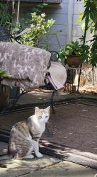 Found/Stray Unknown Cat last seen 29th street between Nissell and Chanslor, Richmond, CA 94804