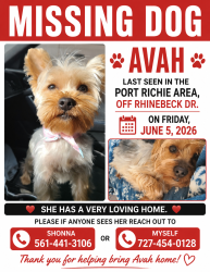 Lost Female Dog last seen Rhinebeck Dr, Bayonet Point, FL 34668