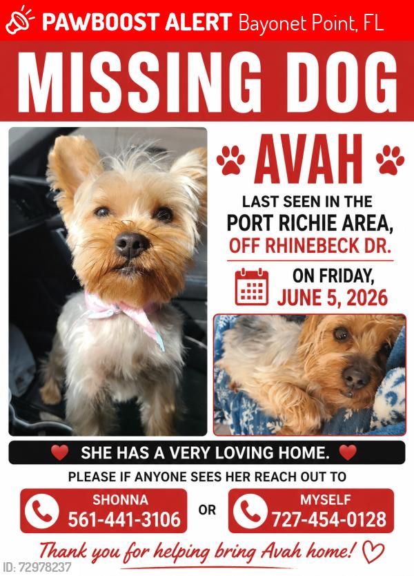Lost Female Dog last seen Rhinebeck Dr, Bayonet Point, FL 34668