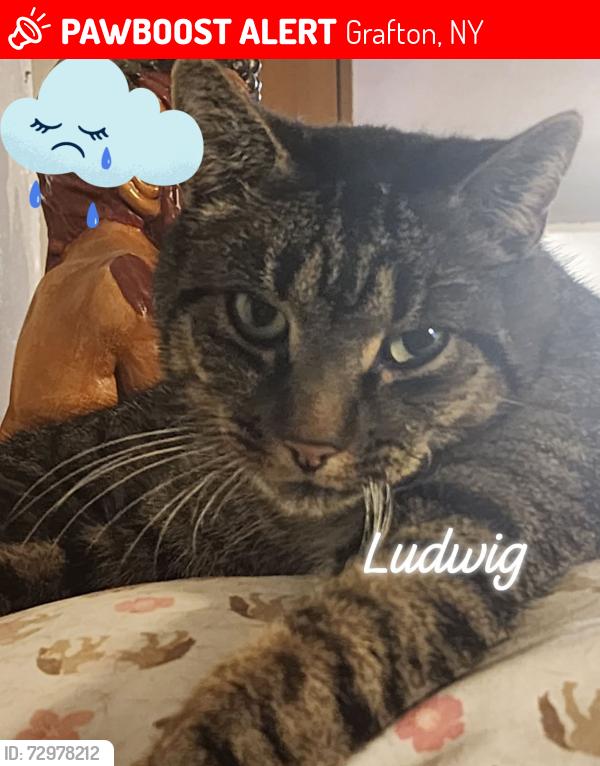 Lost Male Cat last seen Rte 2 and Dunham Reservoir Road, Grafton, NY 12052