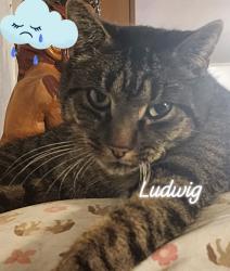 Lost Male Cat last seen Rte 2 and Dunham Reservoir Road, Grafton, NY 12052