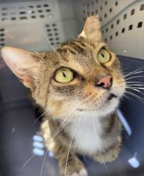 Reunited Unknown Cat last seen Port St. Lucie, Port St. Lucie, FL 34986