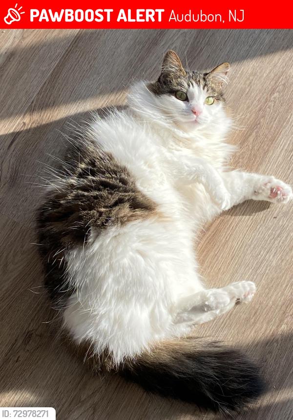 Lost Female Cat last seen Cuthbert and Oswego ave, Audubon, NJ 08106