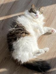 Lost Female Cat last seen Cuthbert and Oswego ave, Audubon, NJ 08106