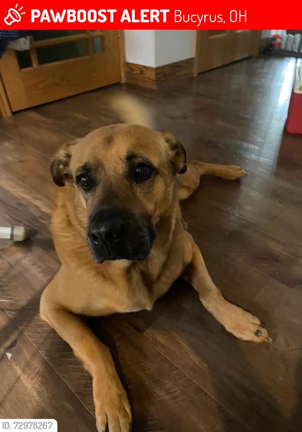 Lost Male Dog last seen River and Kersetter, Bucyrus, OH 44820