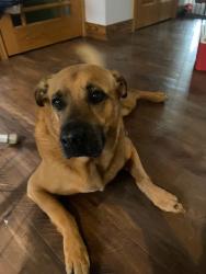 Lost Male Dog last seen River and Kersetter, Bucyrus, OH 44820