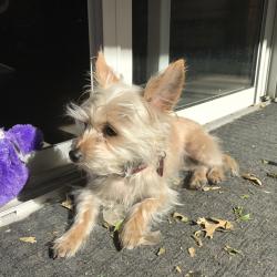 Lost Female Dog last seen Josey and Eric Ln, Farmers Branch, TX 75234