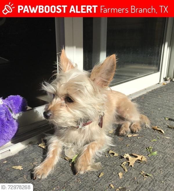 Lost Female Dog last seen Josey and Eric Ln, Farmers Branch, TX 75234