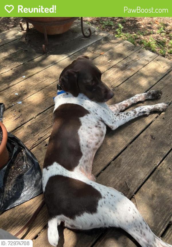 Reunited Male Dog last seen Near Arbor Circle, Nee Braunfels, TX, New Braunfels, TX 78130