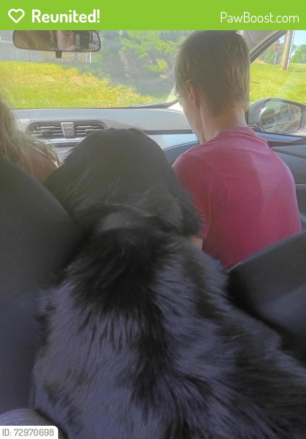 Reunited Female Dog last seen Cunningham Street , Butler, PA 16001