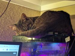 Reunited Male Cat last seen Liberty dr, Pearland, TX 77581
