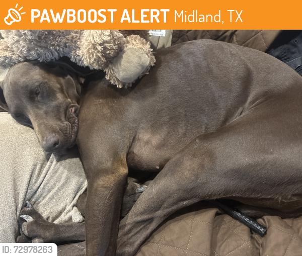 Found/Stray Female Dog last seen Starbucks off I-20 in Midland, TX , Midland, TX 79701