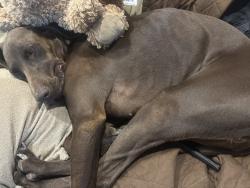 Found/Stray Female Dog last seen Starbucks off I-20 in Midland, TX , Midland, TX 79701